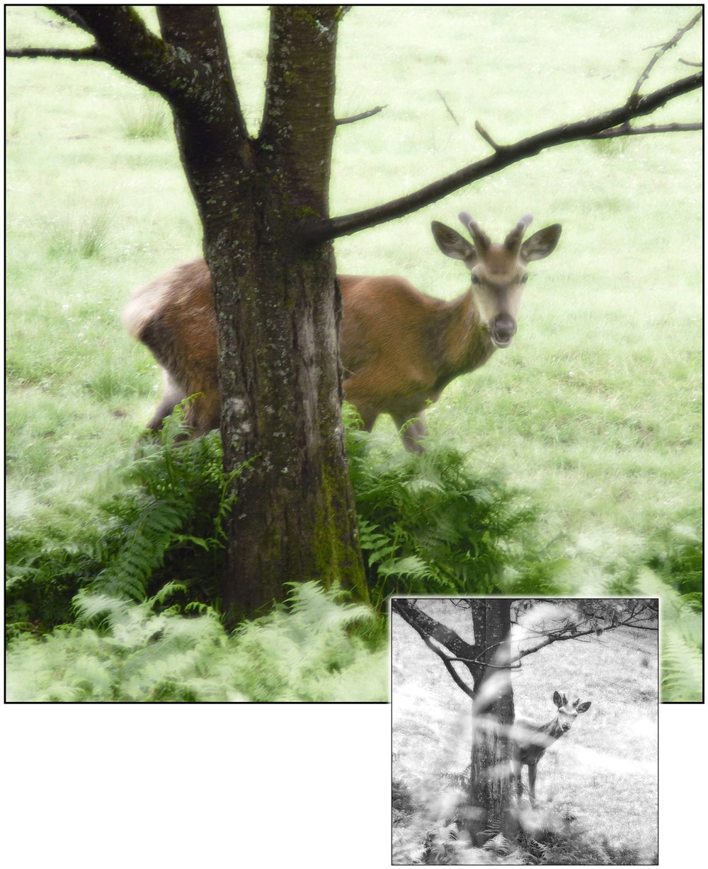 Derrière l'arbre