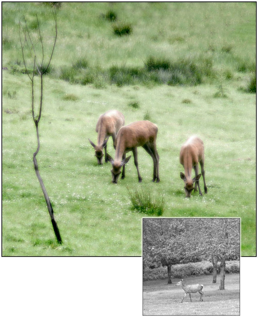Trio dans l'herbe