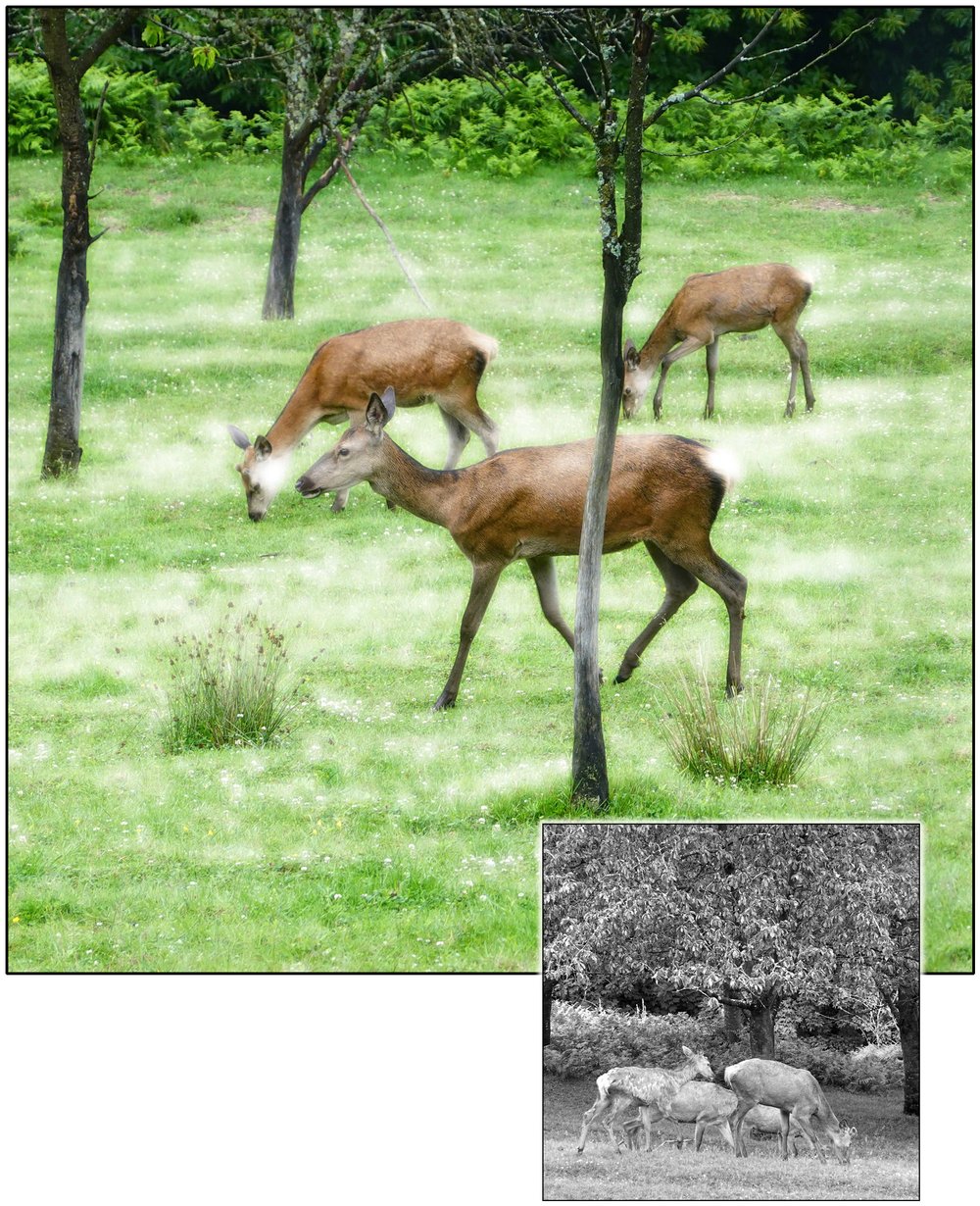 Promenade dans le sous-bois