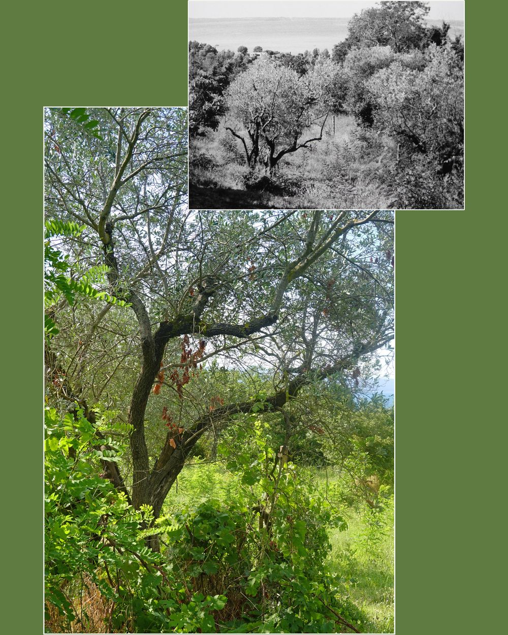 Bruissements d'éternité